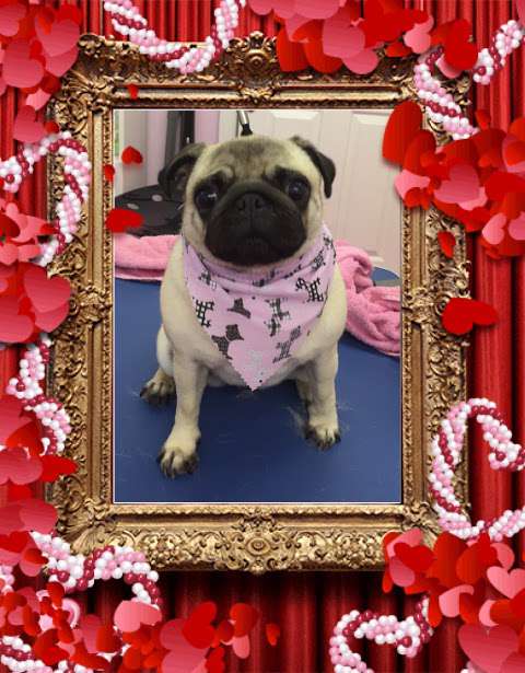 Loving Touch Dog Grooming Salon photo
